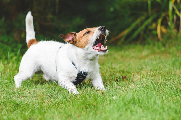 Understanding and Managing Common Dog Behavior Problems: Chewing and Barking