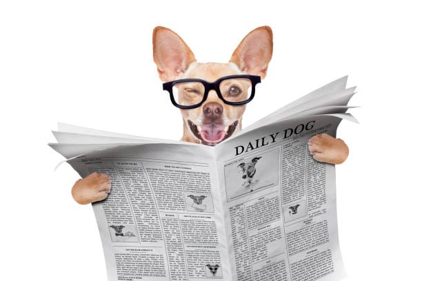 Interesting facts about dogs