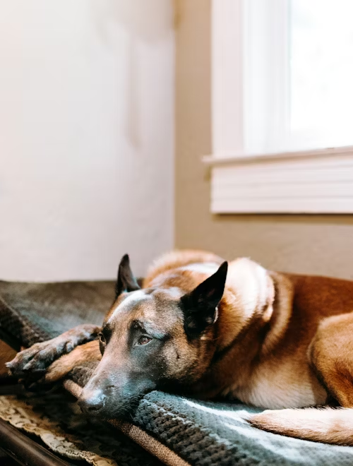 Senior Dogs, Endless Love