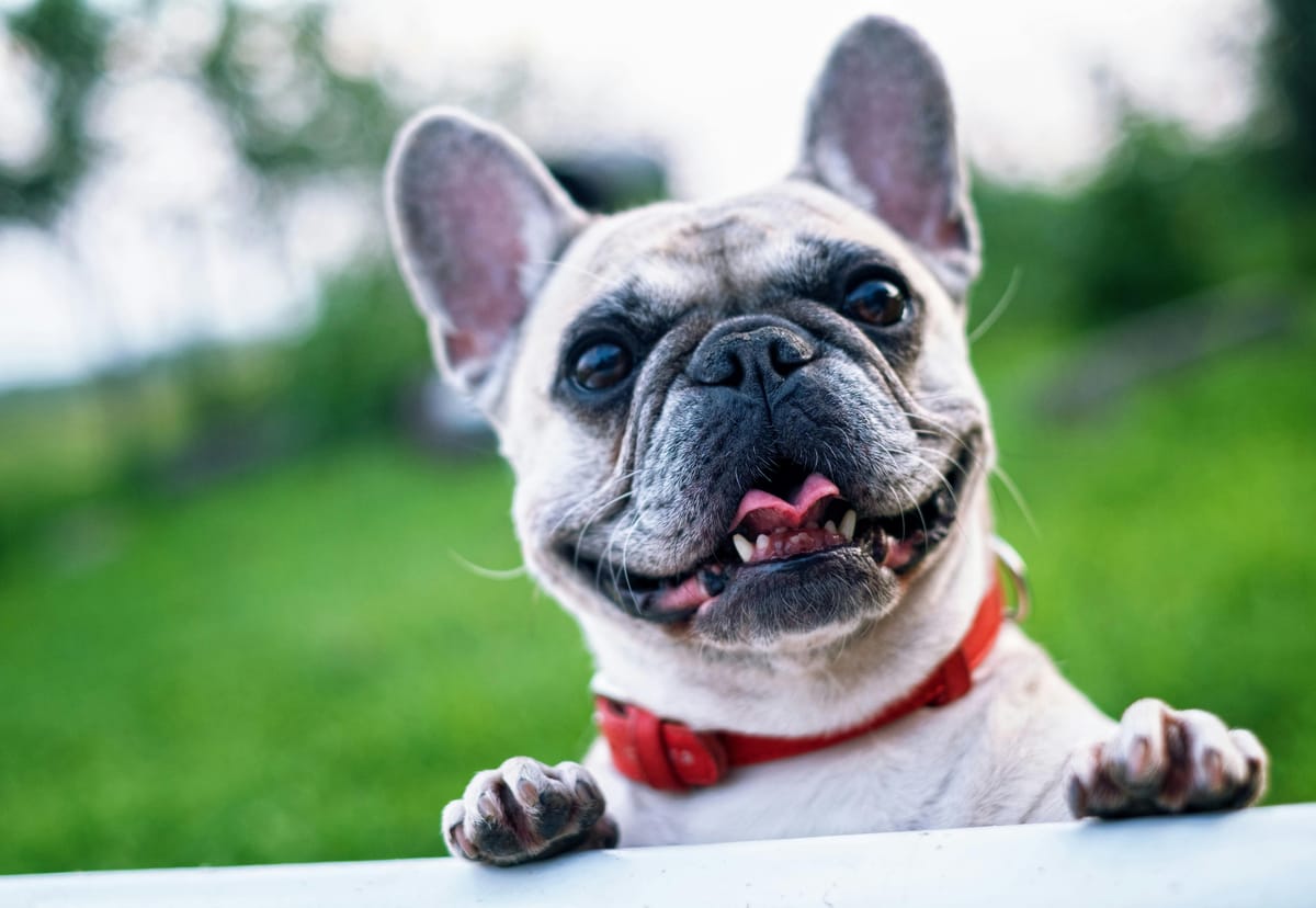 Signs that show: your dog is really happy
