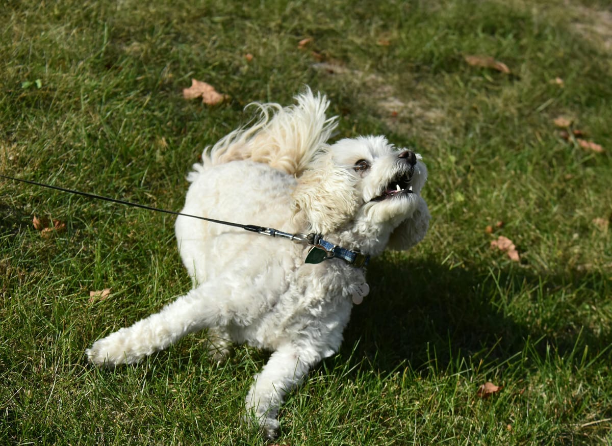 Reading Your Dog’s Stress Signals Before You Leave the House