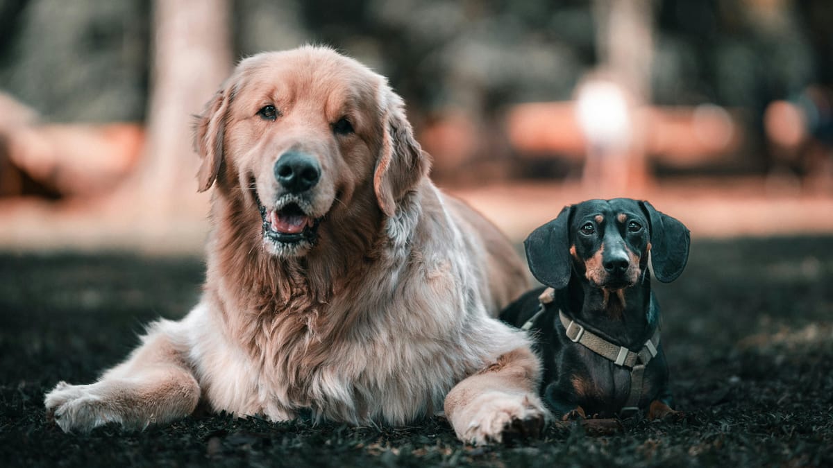 How dog breed sizes compare.