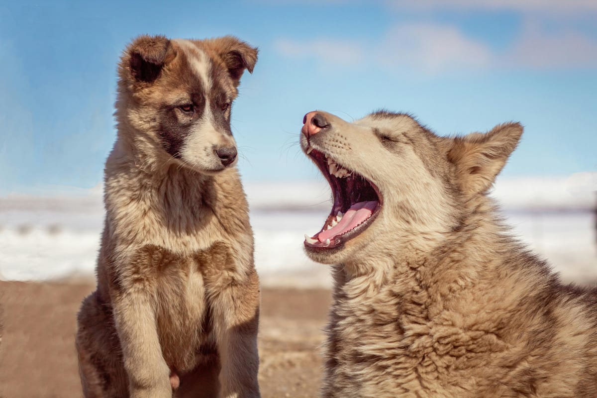 The language of dogs.