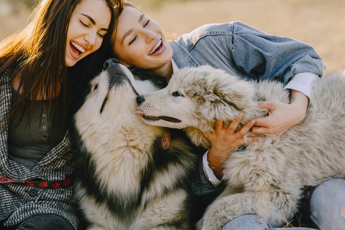 More Than a Full Bowl: The Beautiful Truth About Why Your Dog Loves You First