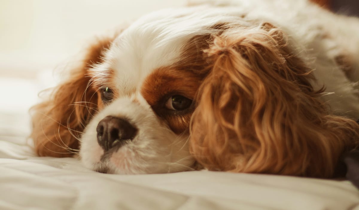 The low- energy dogs