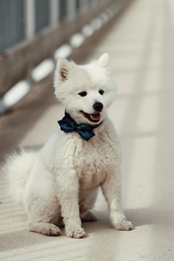Dog's fashion 2025