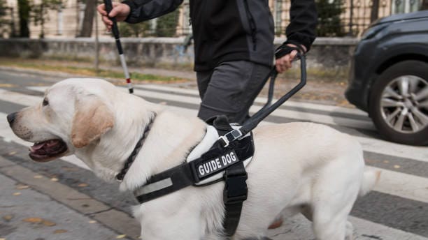 A Comprehensive Look at Guide Dogs