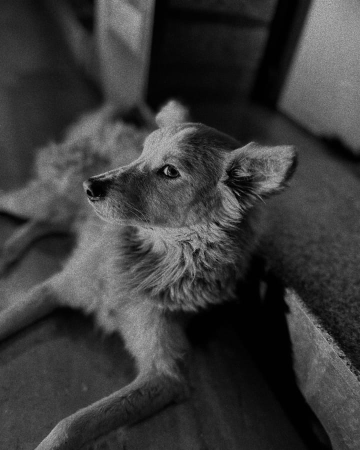 A DOG KNOWS WHEN YOU LIE