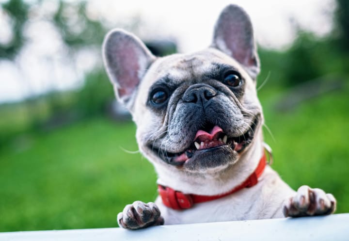 Signs that show: your dog is really happy