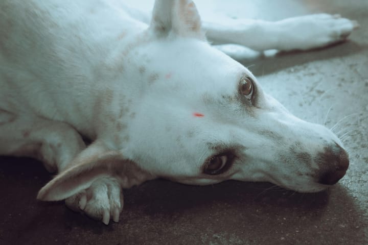 The broken heart on four legs