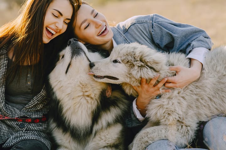 More Than a Full Bowl: The Beautiful Truth About Why Your Dog Loves You First