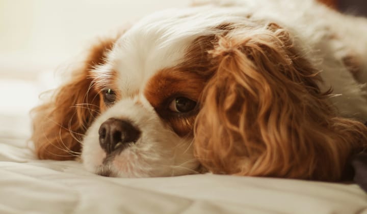 The low- energy dogs